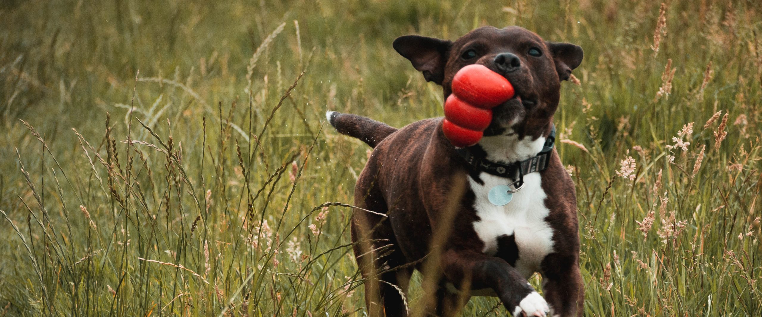 https://secondchanceanimalrescue.com.au/wp-content/uploads/2017/08/Enrichment-scaled.jpg