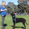 Barney Dog Harness - Image 3