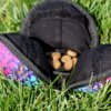 POD Enrichment Toy - Image 3