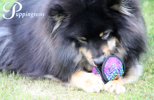 POD Enrichment Toy