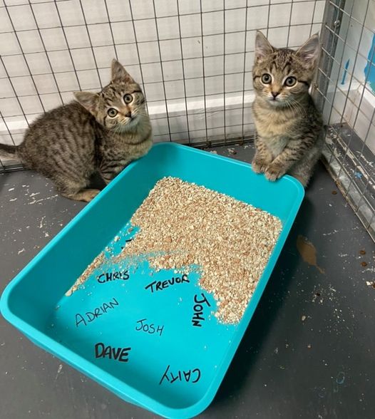 Poopy Litter Box