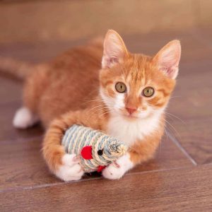 Cat Items