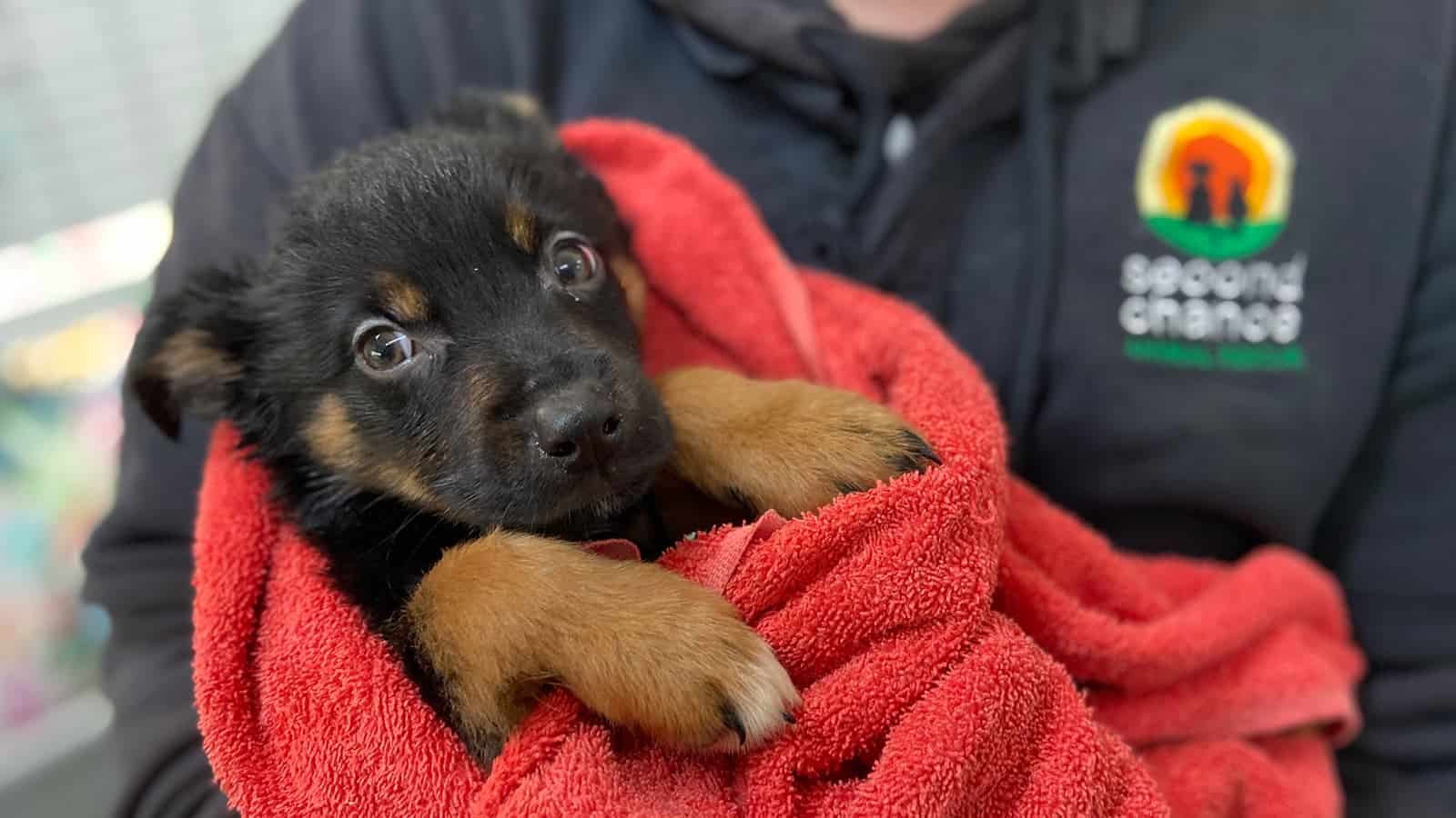 A person holding a puppy in a red blanket