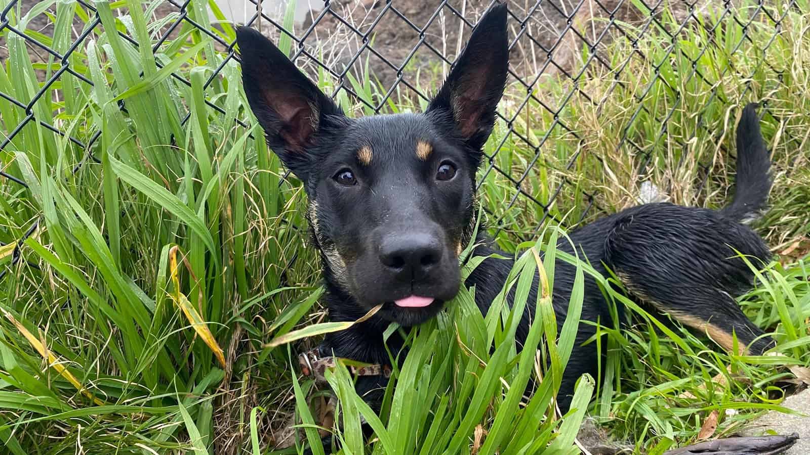 Black puppy with pointy ears laying in the grass