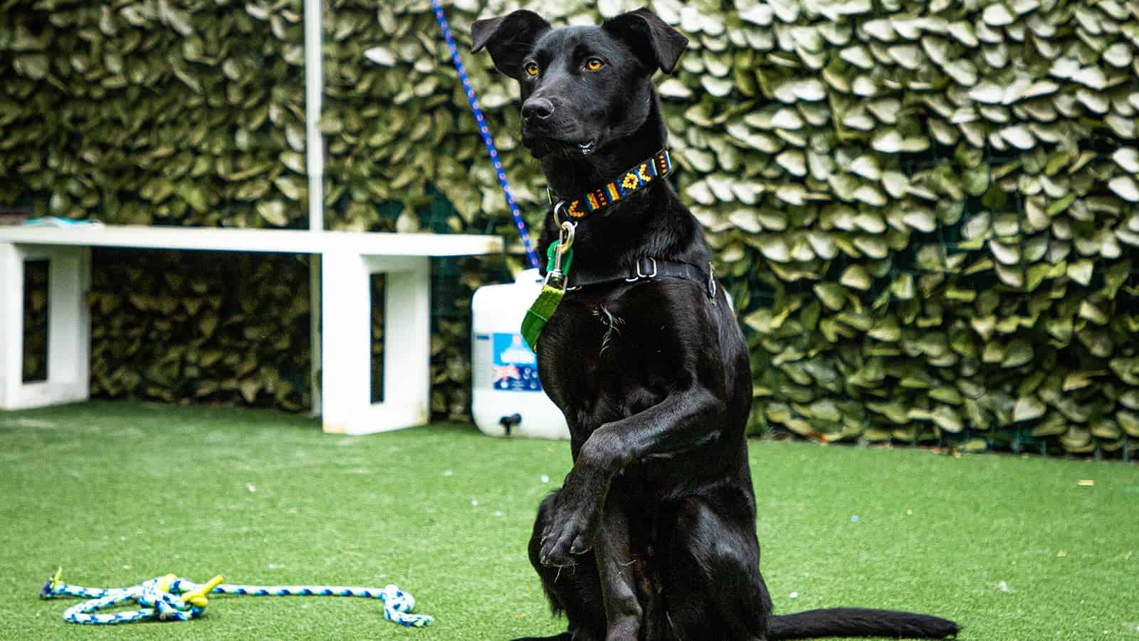 Black dog sitting and holding up its front feet