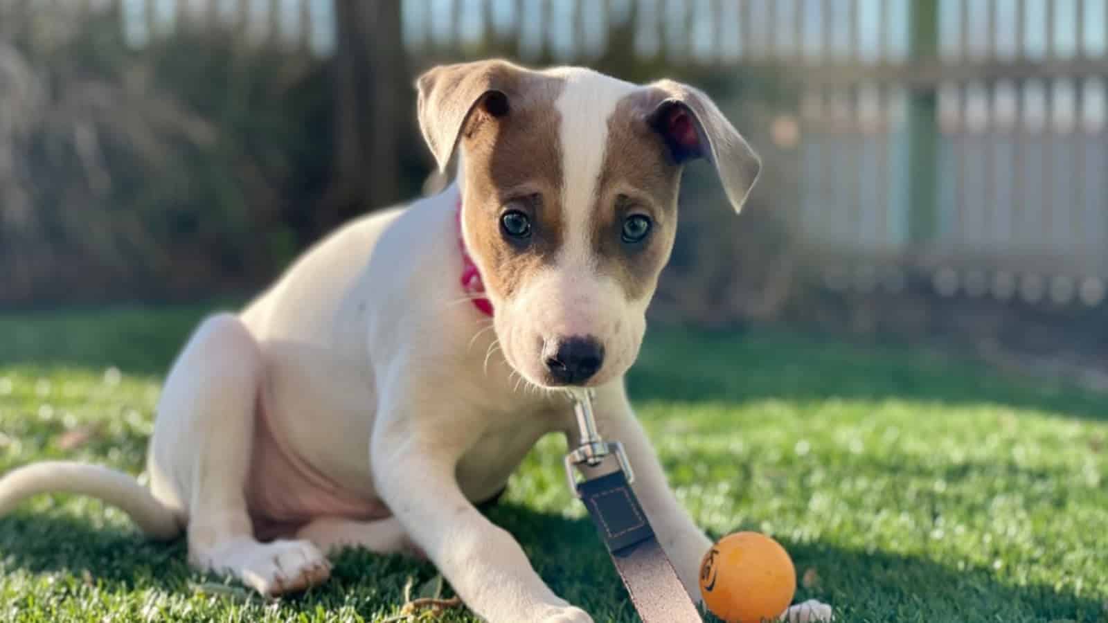 White and brown puppy sitting with a dog toy in front of it