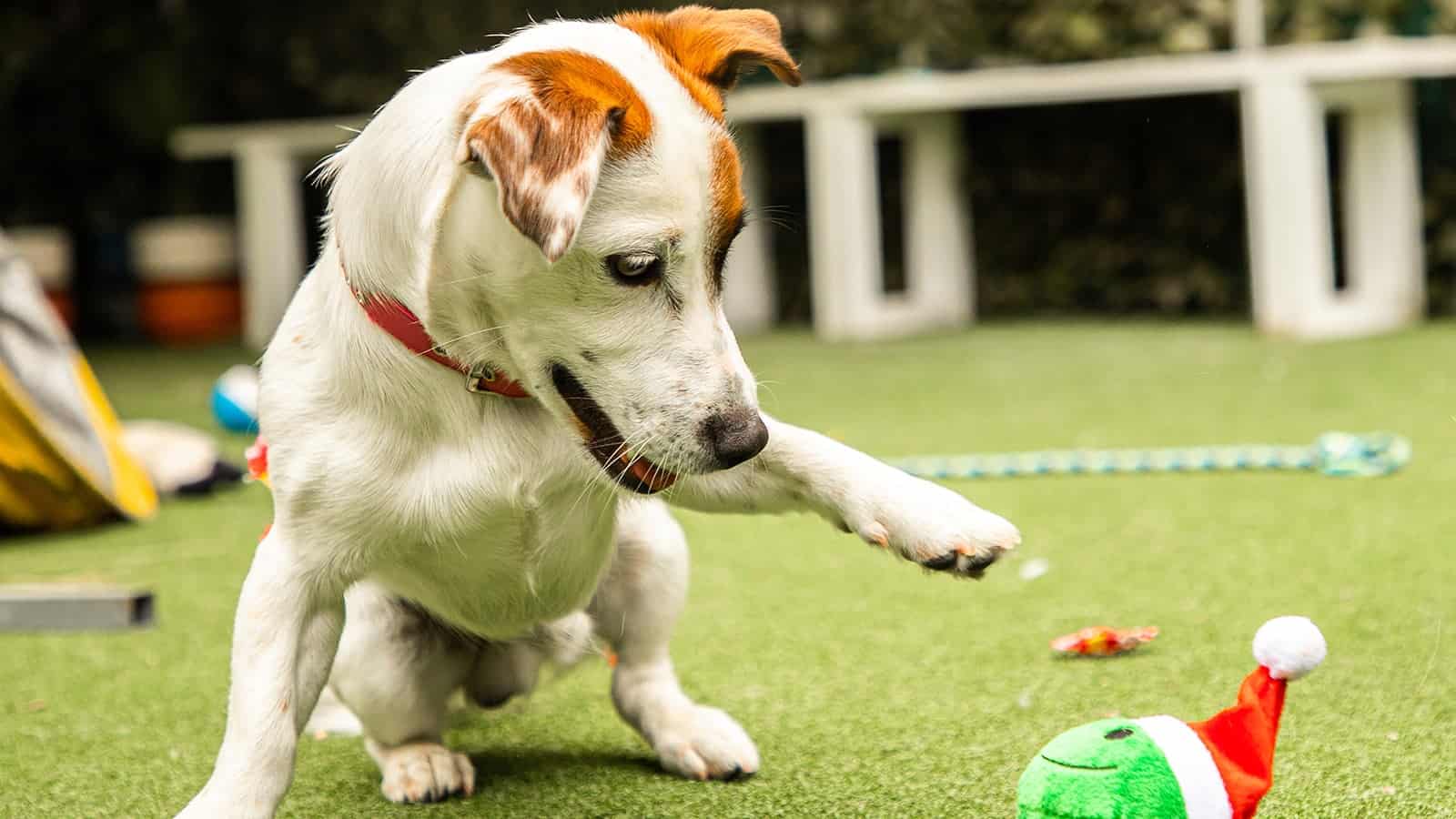 White puppy with light brown ears playing with a dog toy