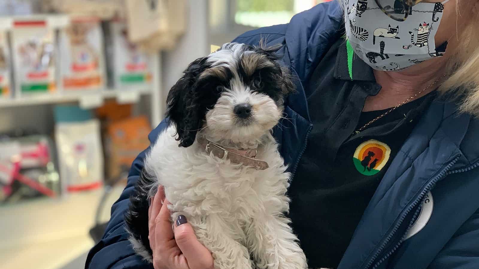 SCAR employee holding a white and black puppy