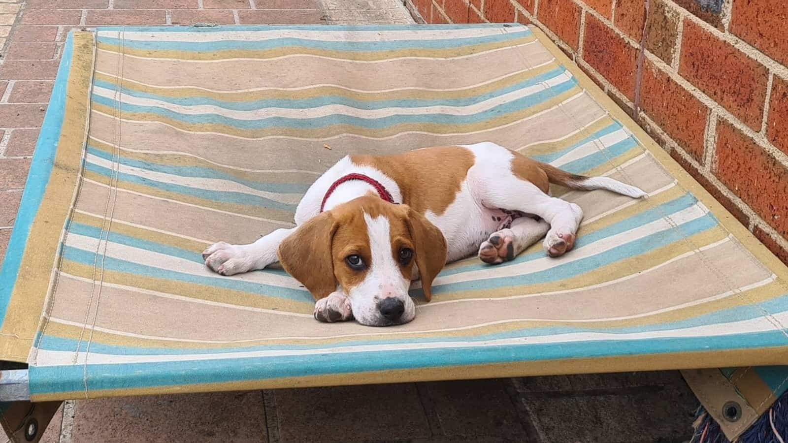 Brown and white puppy laying on a dog bed