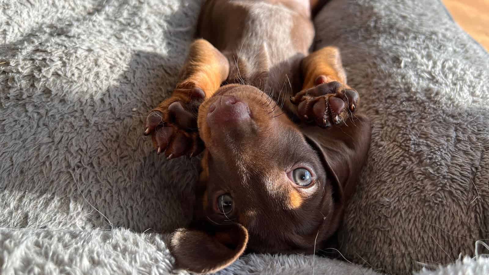 Bworn puppy laying on its back, looking in the camera