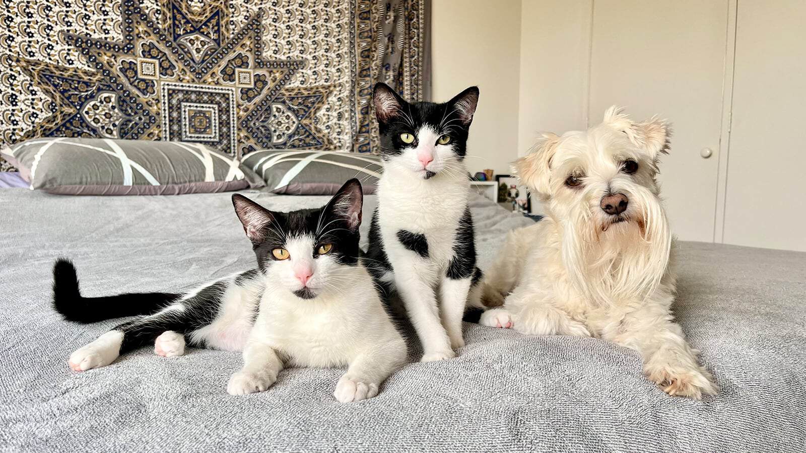 Two black and white cats and a white fluffy dog laying on the bed