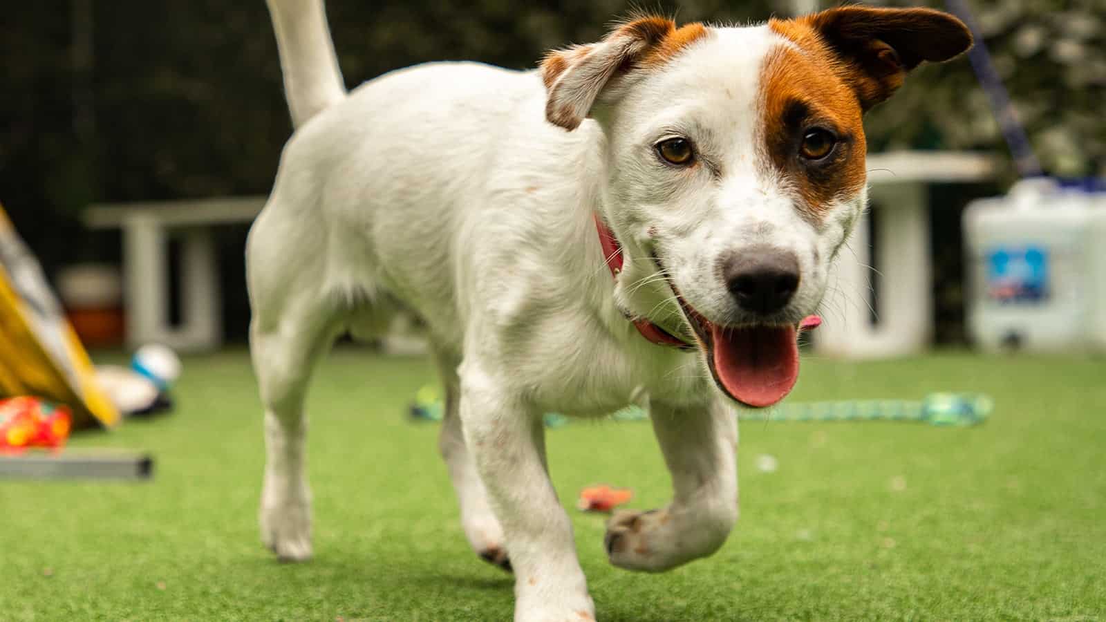White and brown puppy running on the grass