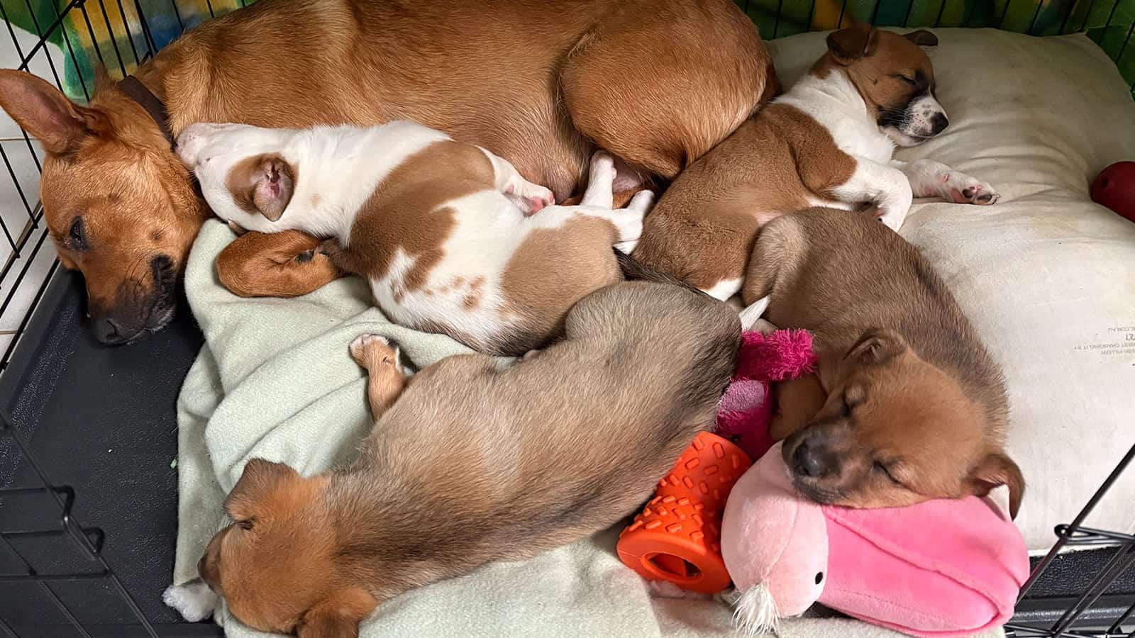 Mommy dog with her puppies