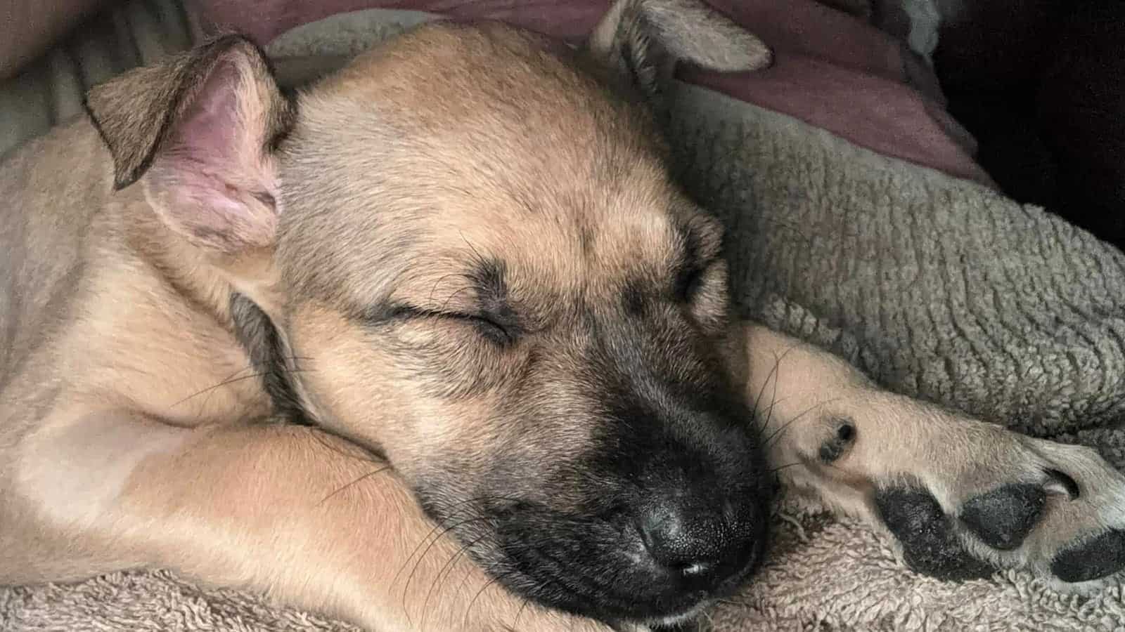 Light brown puppy sleeping