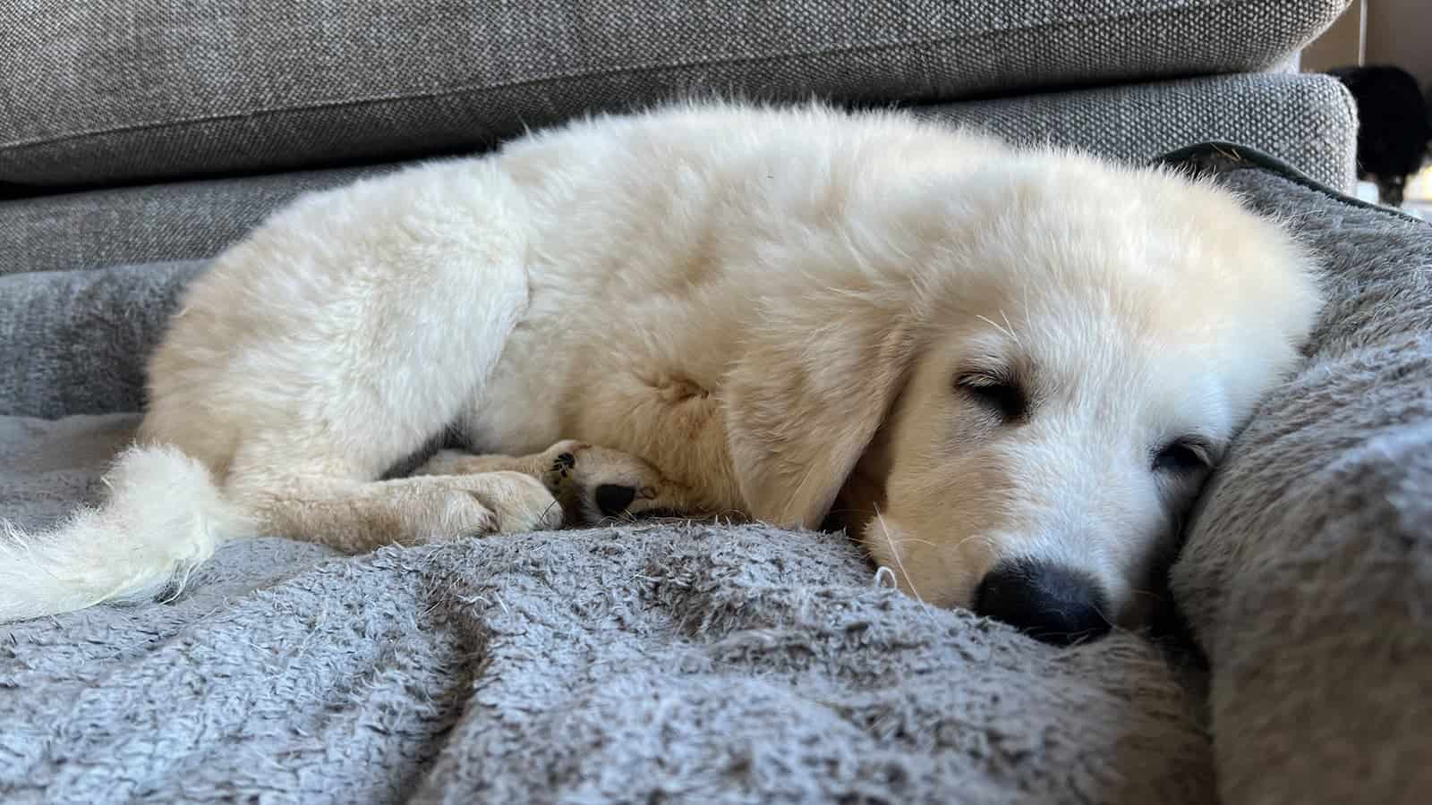 White puppy sleeping on a grey blanket