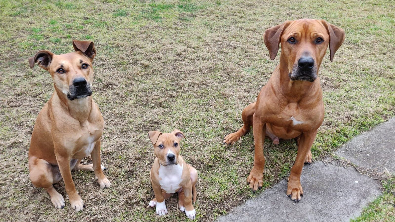 Two adult dogs and a puppy sitting and looking at the camera