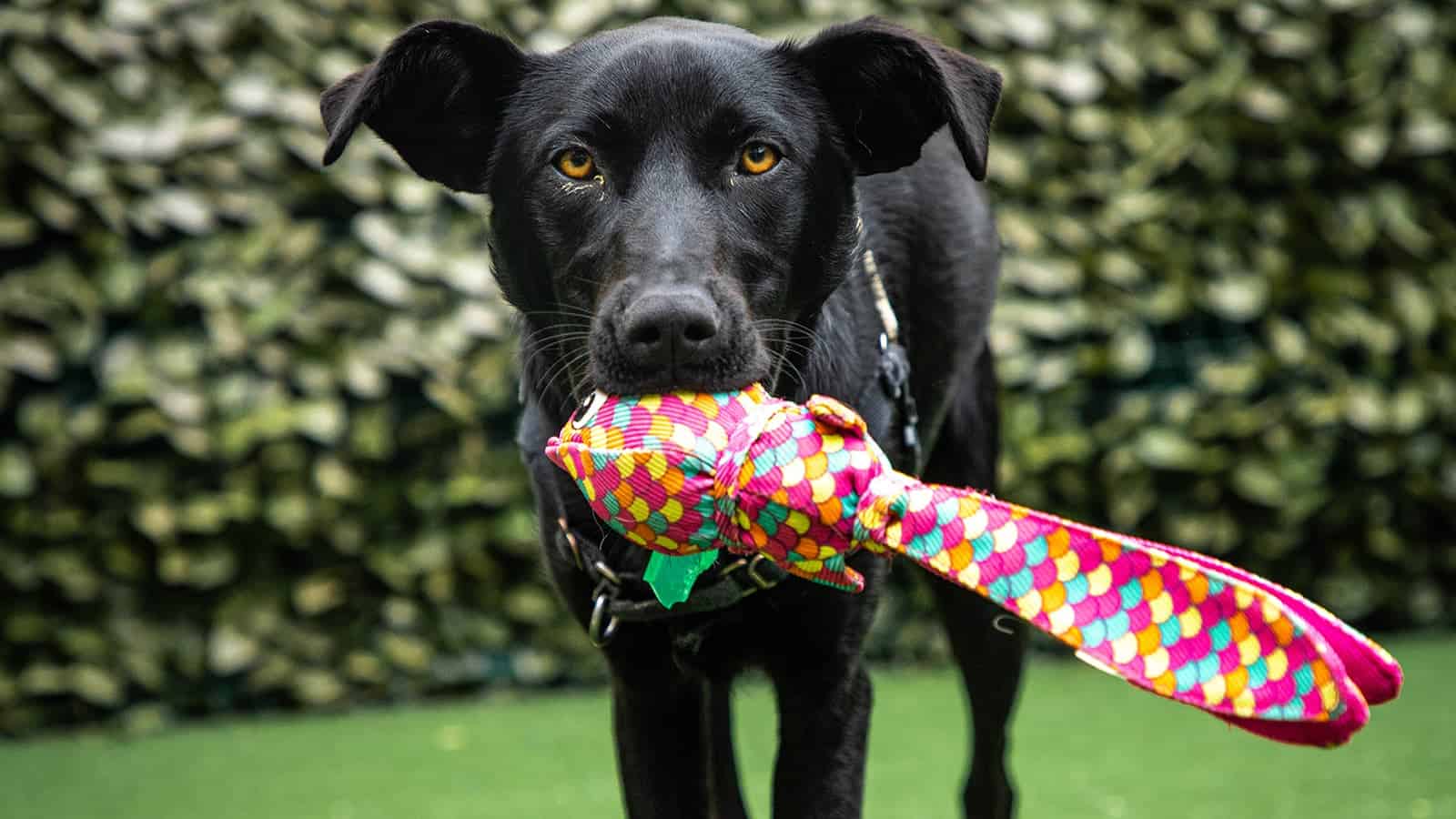 Black dog with a colourful dog toy in its mouth