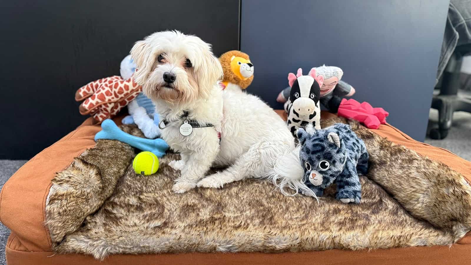 White dog sitting and surrounded by various dog toys