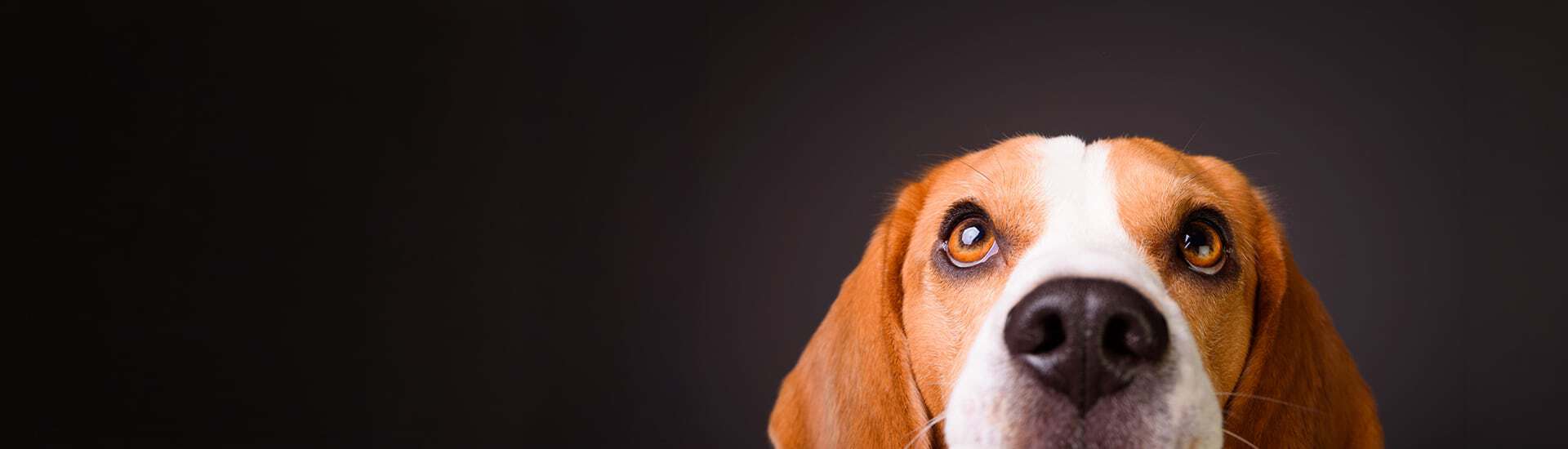 Face of a light brown and white dog, looking up into the camera
