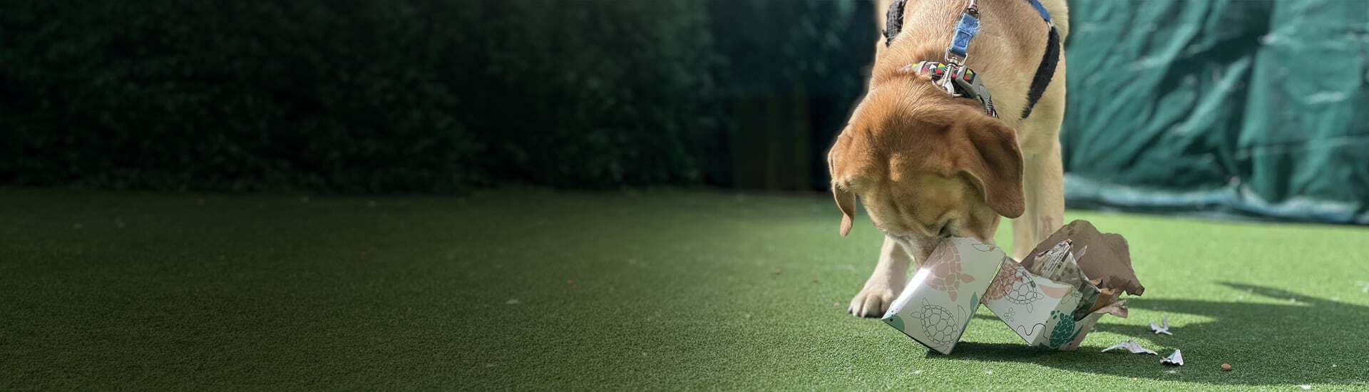 Light brown dog shewing a paper roll