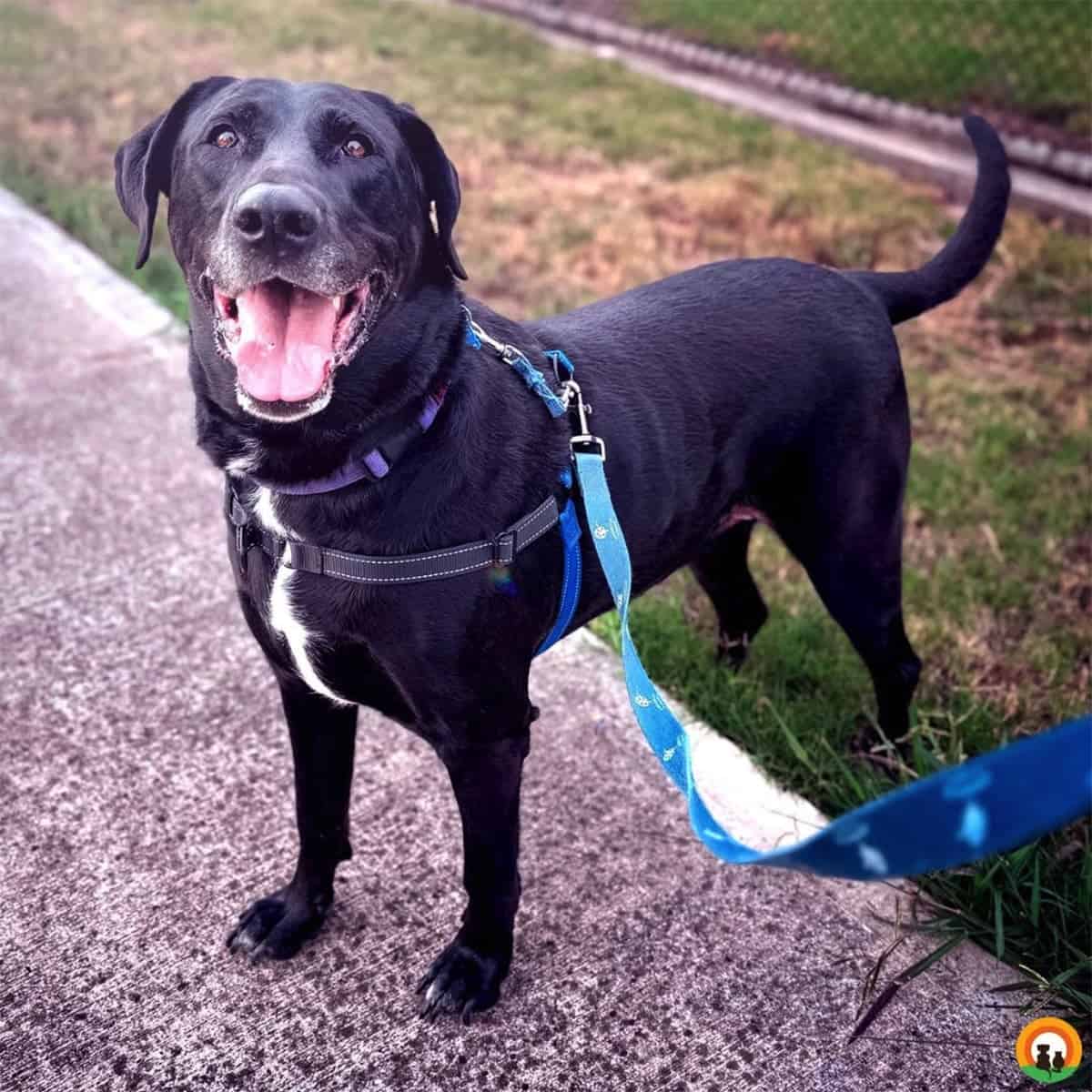 Older black dog on a blue leash