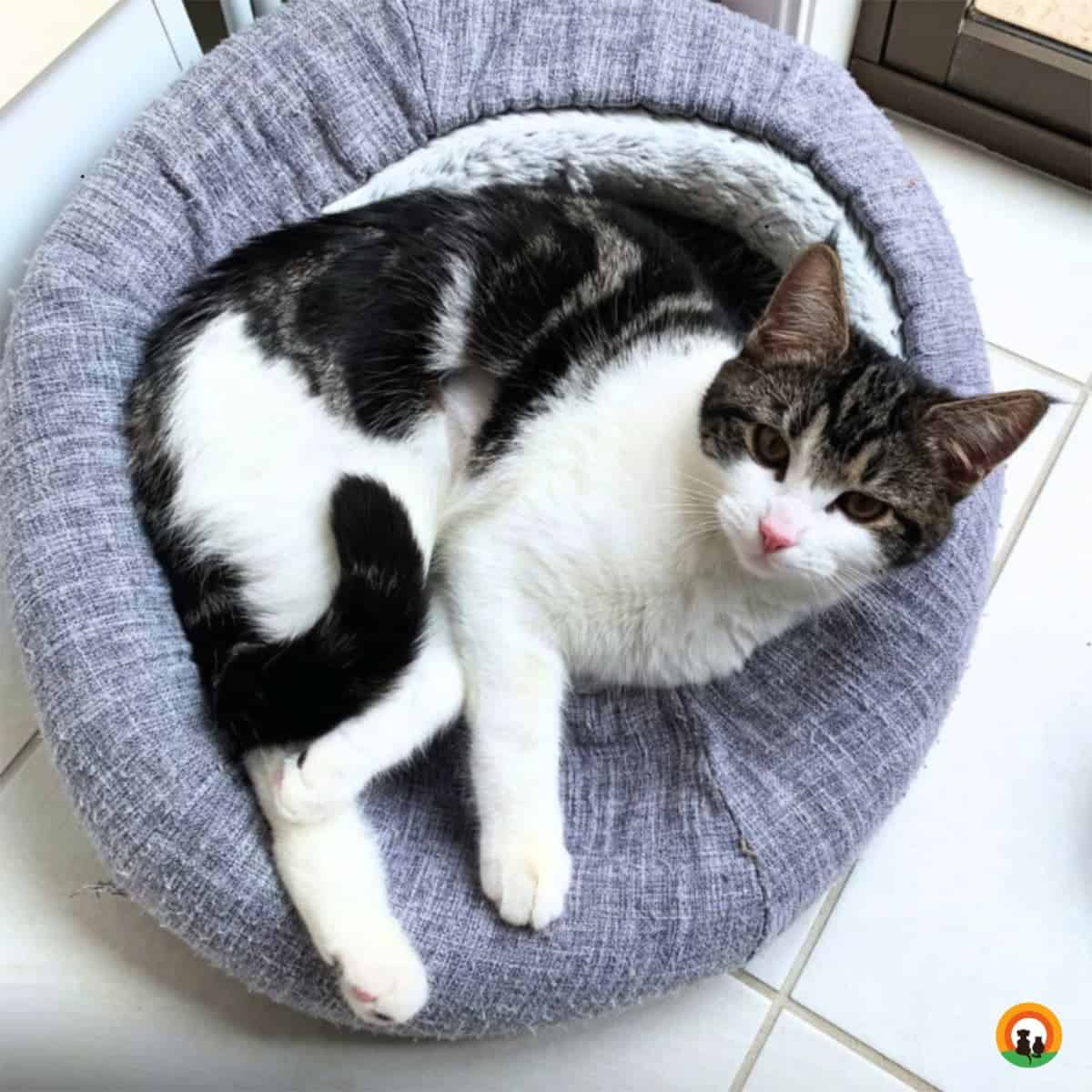 A grey and white cat resting in a cat bed