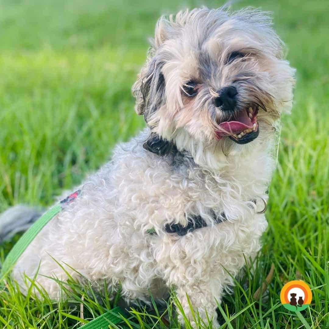 Scruffy, light grey dog sitting in the grass