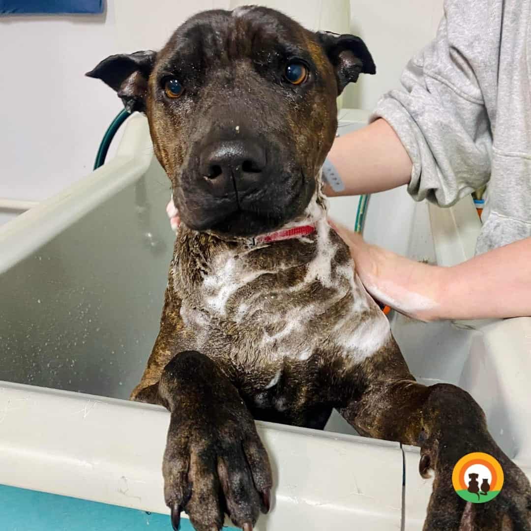 Dark brown dog sitting in the bath and being washed
