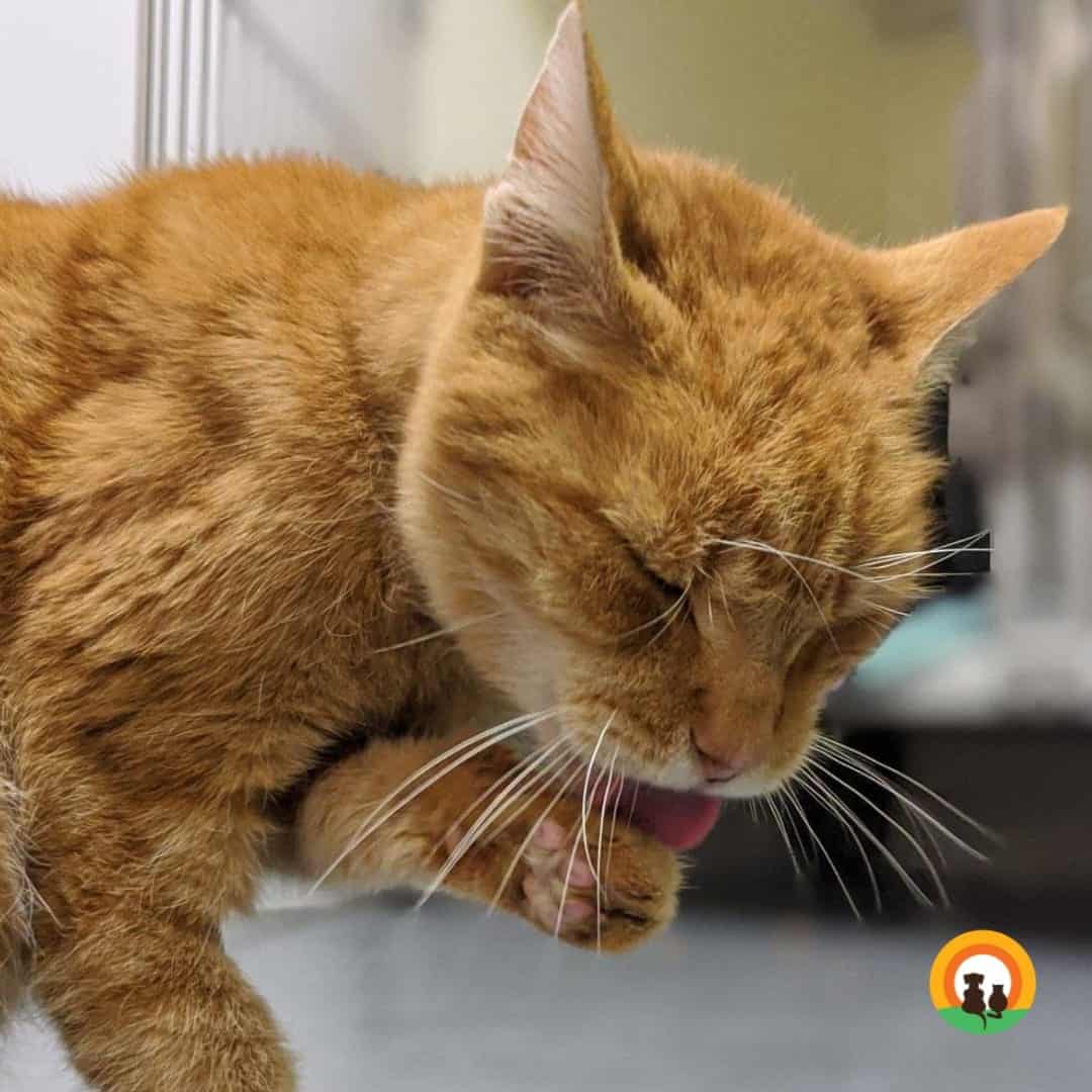 Ginger cat licking their paws