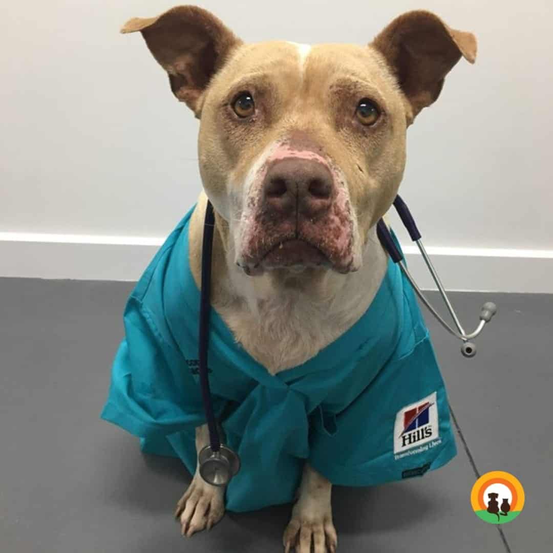 Light brown and white dog in scrubs