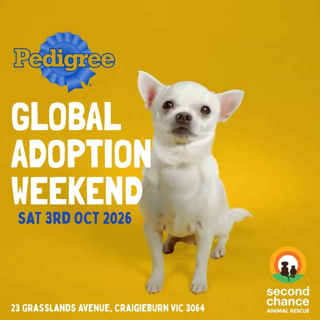 Pedigree Global adoption weekend - a white dog sitting on yellow background