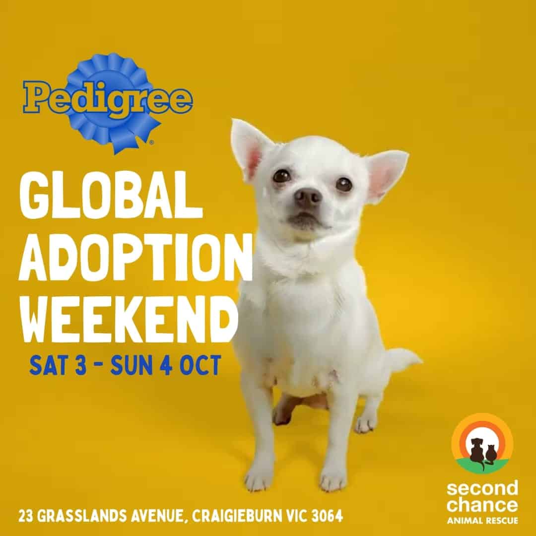 Pedigree Global adoption weekend - a white dog sitting on yellow background