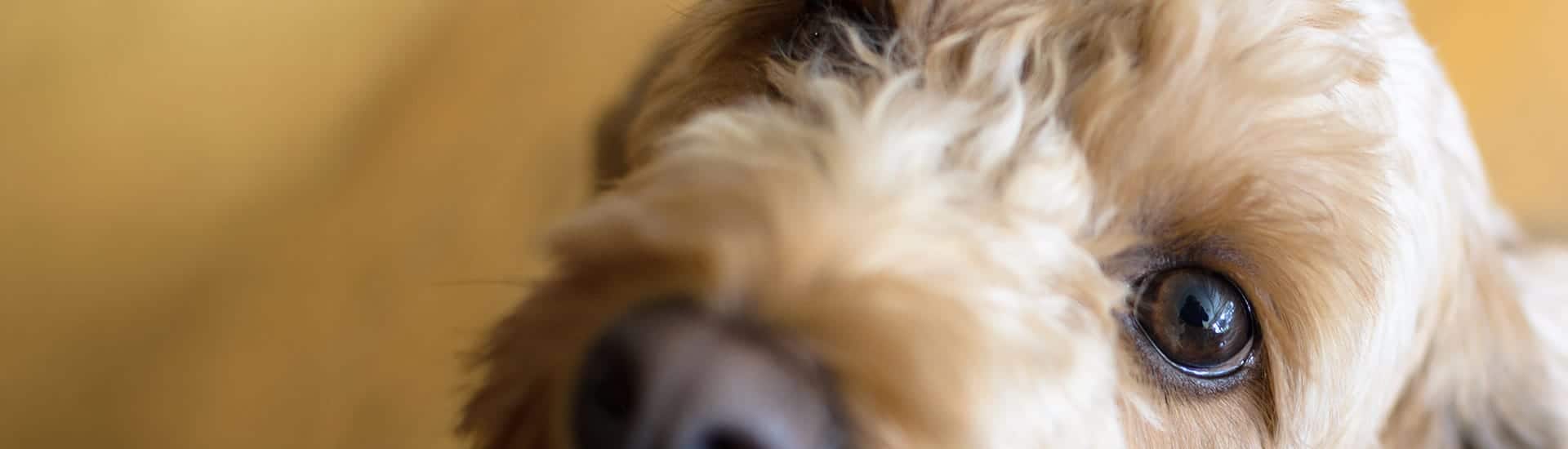 Close up of a light brown dog looking into the camera