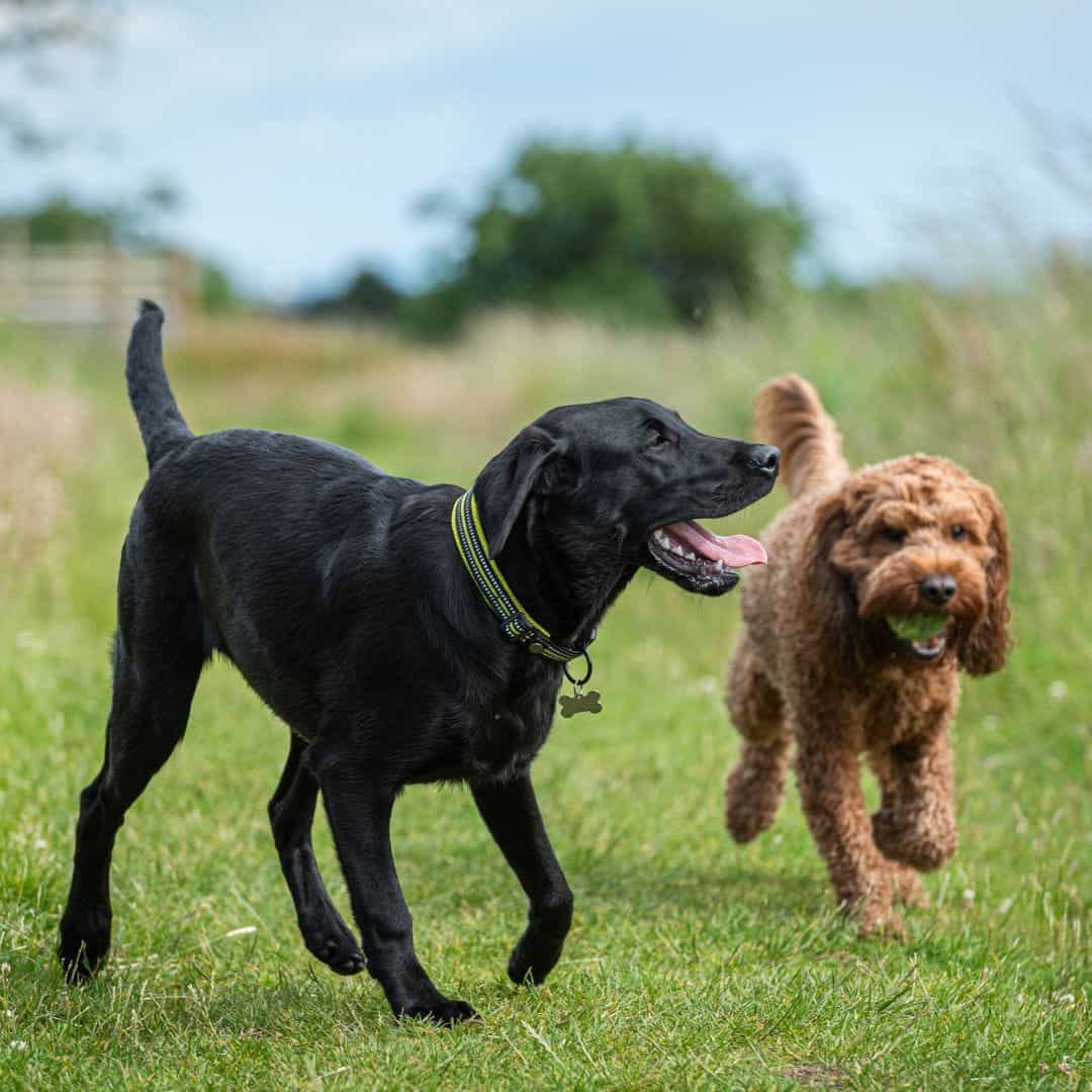 A black and a brown dog happily walking in green grass