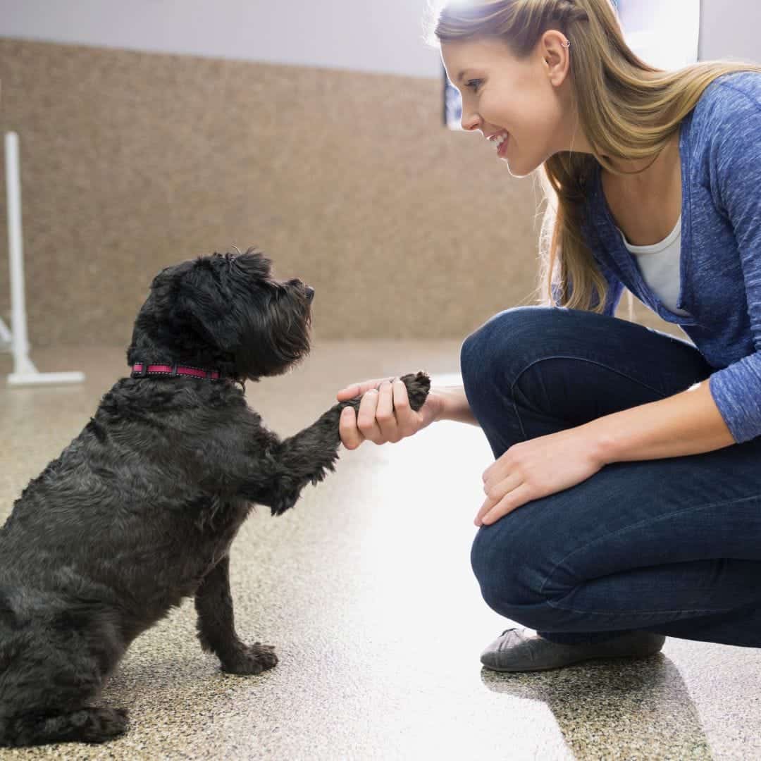 A black dog shaking hands with a young female