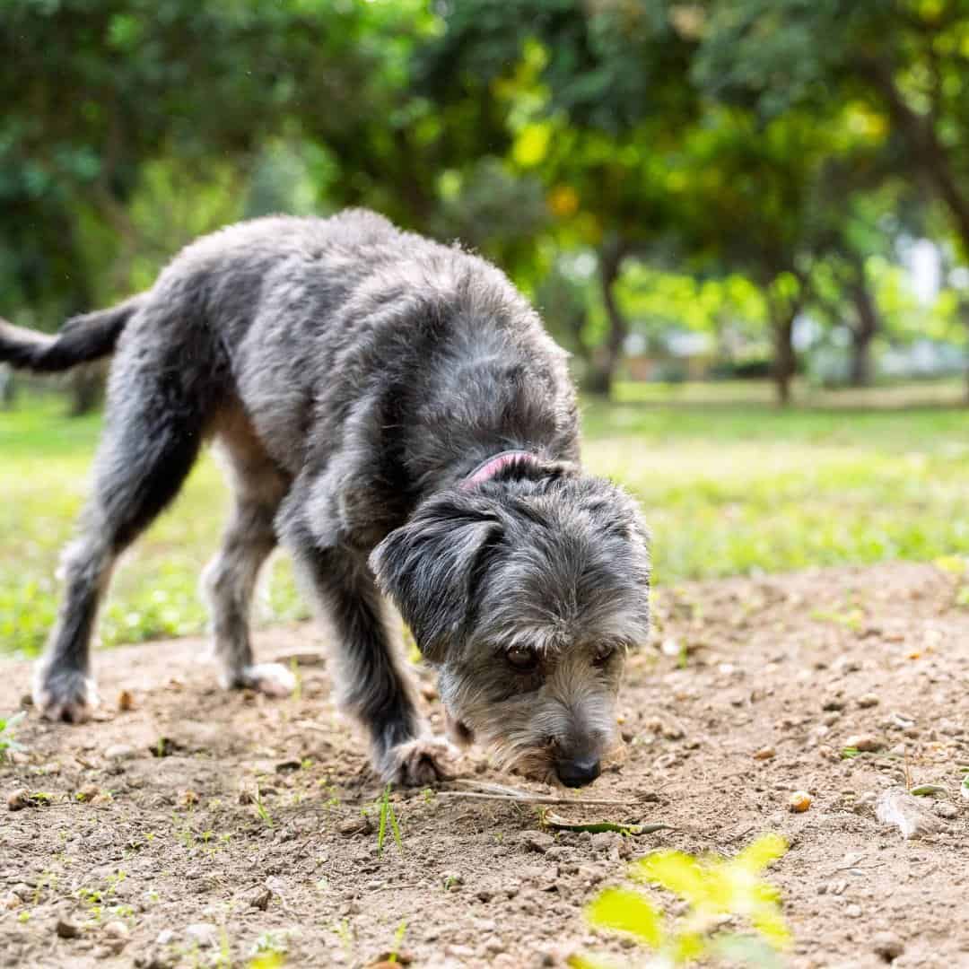 Grey dog sniffing the ground