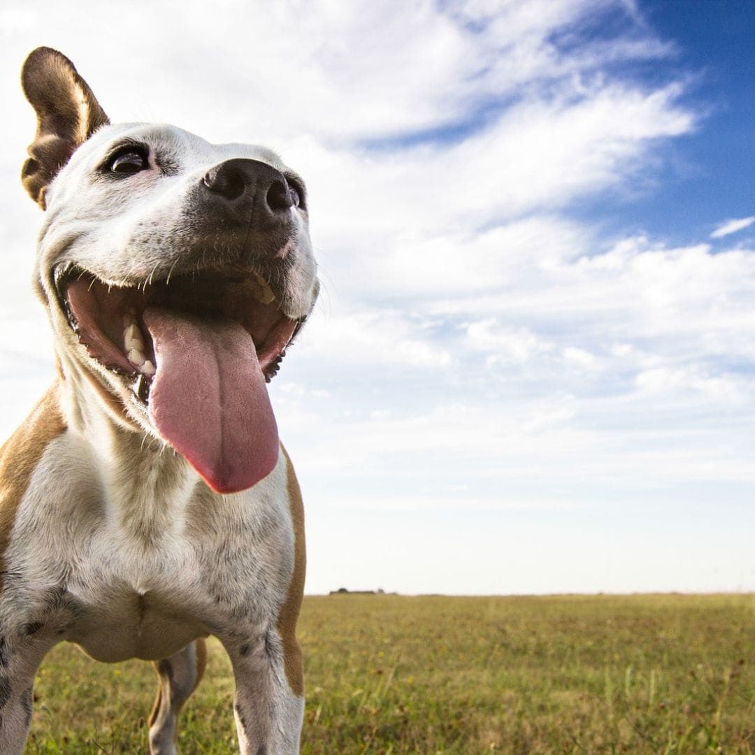 Happy white dog on the field with its tongue out