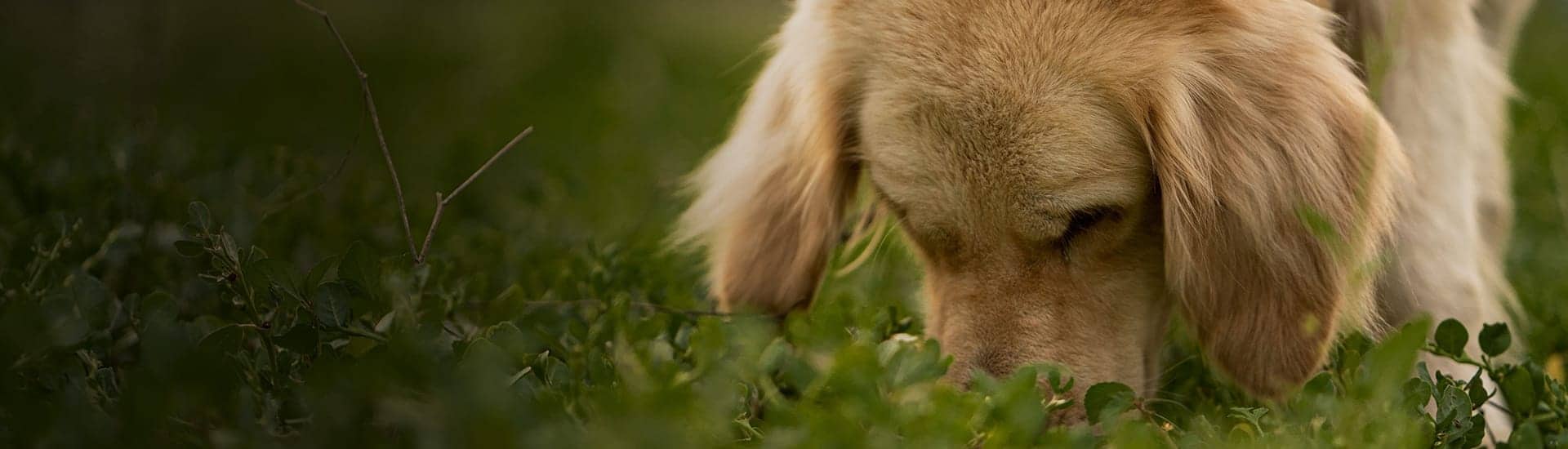 Long hair, light brown dog sniffing in the grass